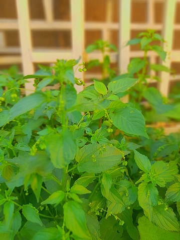 Manjeric�o-Lim�o - Sementes